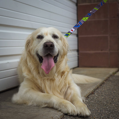 Fortune Auto Dog Leash/Collar